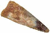 Fossil Spinosaurus Tooth - Real Dinosaur Tooth #310826-1